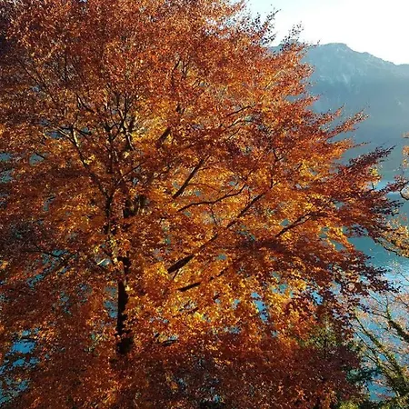 Carpe Diem - Rooftop Of Interlaken Apartment